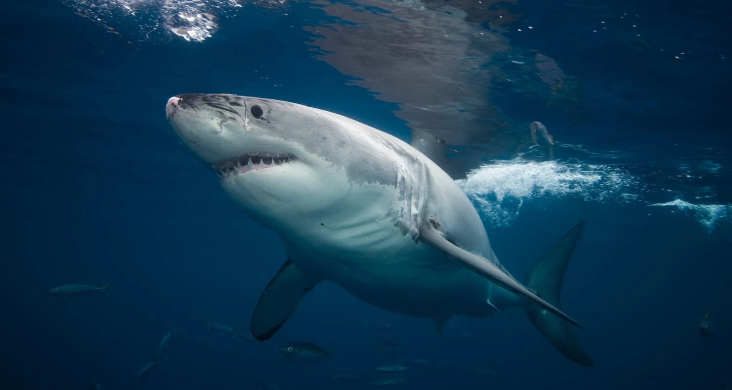 Putting the Bite on Great Whites May Give Us a Second Chance at Our Own Pearly Whites