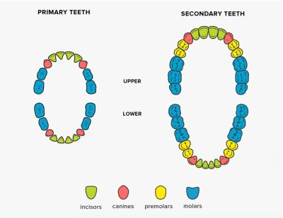 What Are the Different Types of Teeth Called
